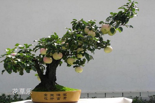 果樹盆景與一般盆景有何區別，怎樣才能提高其觀賞效果？