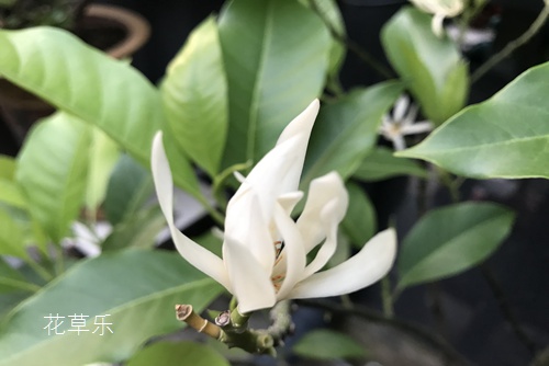 如何判斷花草,什么時期該施什么肥 (氮磷鉀肥對盆栽花卉起什么作用)