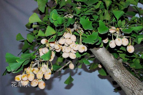 盆栽銀杏怎么養？銀杏樹的盆栽種植與養護方法介紹