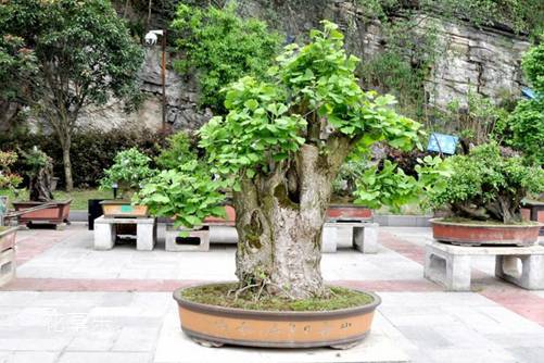 盆栽銀杏怎么養？銀杏樹的盆栽種植與養護方法介紹