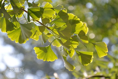 盆栽銀杏怎么養？銀杏樹的盆栽種植與養護方法介紹