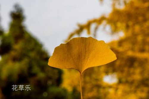 盆栽銀杏怎么養？銀杏樹的盆栽種植與養護方法介紹