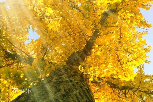盆栽銀杏怎么養？銀杏樹的盆栽種植與養護方法介紹