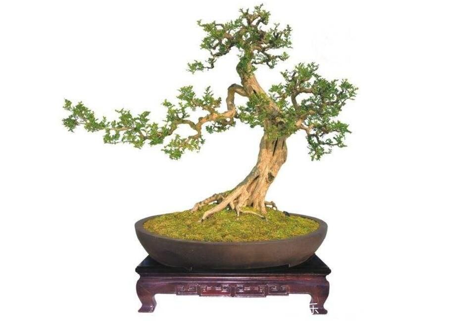 怎樣給黃楊盆景澆水施肥 需要注意什么