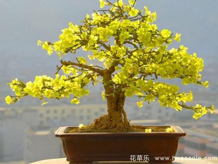 迎春花怎樣養？迎春花盆景的養護與管理
