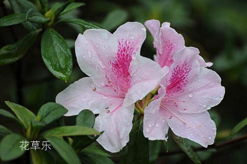 杜鵑花怎樣澆水，花開得才艷麗而且花期又長