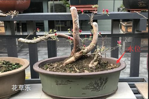 杜鵑花怎樣澆水，花開得才艷麗而且花期又長