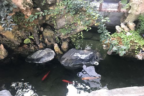 杜鵑花怎樣澆水，花開得才艷麗而且花期又長