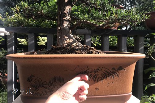 杜鵑花怎樣澆水，花開得才艷麗而且花期又長