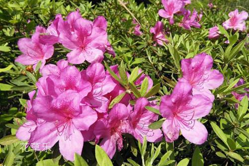 杜鵑花怎樣澆水，花開得才艷麗而且花期又長