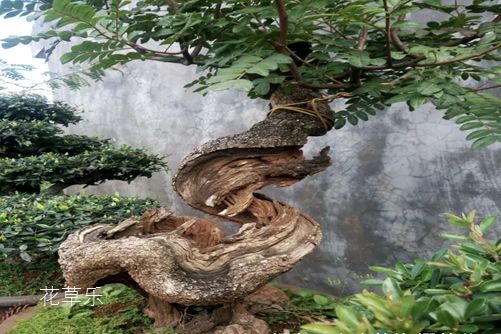 清香木怎么養？才能香氣四溢連蚊子都不敢飛進院子里