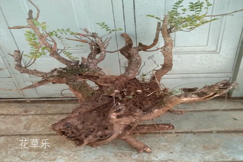清香木怎么養？才能香氣四溢連蚊子都不敢飛進院子里
