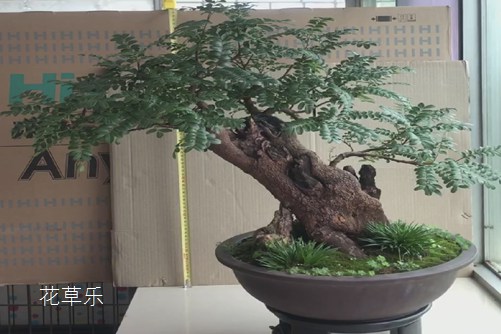 清香木怎么養？才能香氣四溢連蚊子都不敢飛進院子里