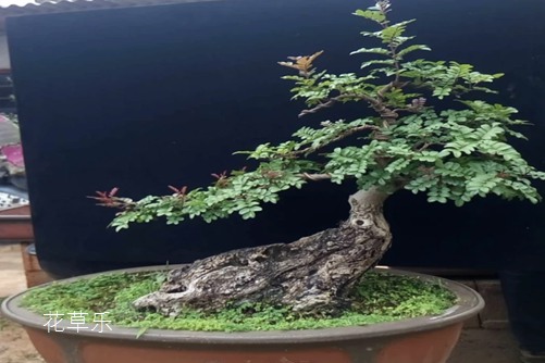 清香木怎么養？才能香氣四溢連蚊子都不敢飛進院子里