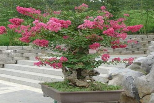 紫薇怎么養？如何使紫薇盆景花開四度？