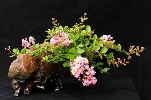 紫薇怎么養？如何使紫薇盆景花開四度？