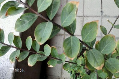 紫薇花葉子發(fā)黃怎么辦？葉子發(fā)黃的原因與防治
