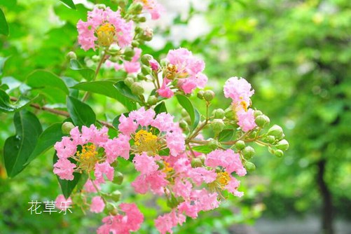 紫薇花葉子發(fā)黃怎么辦？葉子發(fā)黃的原因與防治