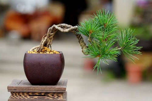五針松怎么養？五針松的養護與管理