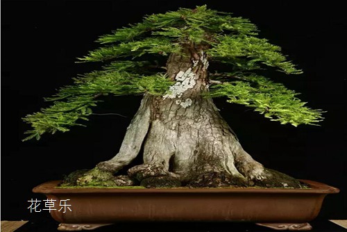 側柏、鋪地柏制作盆景舍利干的若干問題