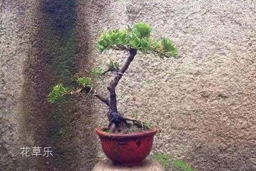 龍柏盆景蟠扎造型的六個注意事項及龍柏圖片欣賞