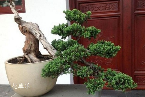 龍柏盆景蟠扎造型的六個注意事項及龍柏圖片欣賞