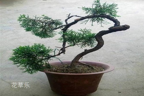 龍柏盆景蟠扎造型的六個注意事項及龍柏圖片欣賞