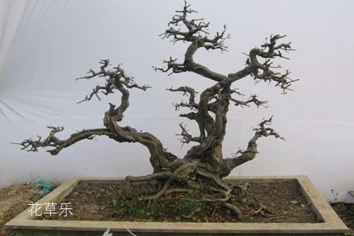 都說(shuō)雀梅易活難養(yǎng),其實(shí)雀梅盆景養(yǎng)護(hù)中澆水是關(guān)鍵