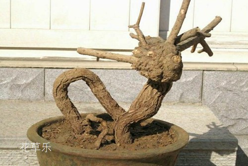 迎春花怎么養 迎春花盆景的制作介紹
