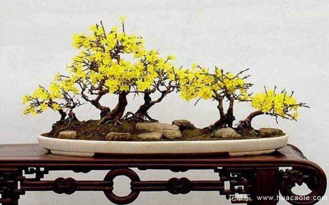 迎春花怎么養 迎春花盆景的制作介紹