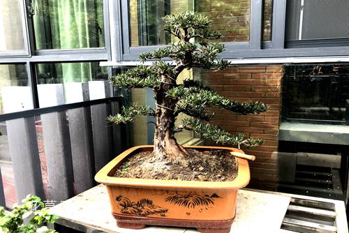 羅漢松怎么養 春季羅漢松的養殖方法介紹