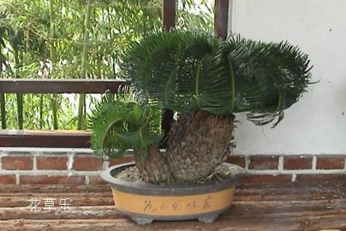 蘇鐵盆景應如何對葉片造型？如何矮化葉片？