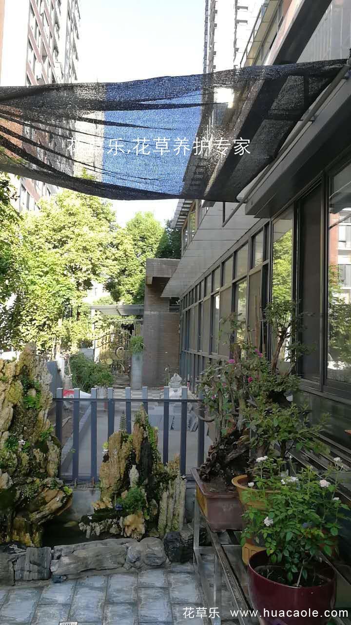 夏日保你盆景不死，5個養護要點和禁忌小妙招