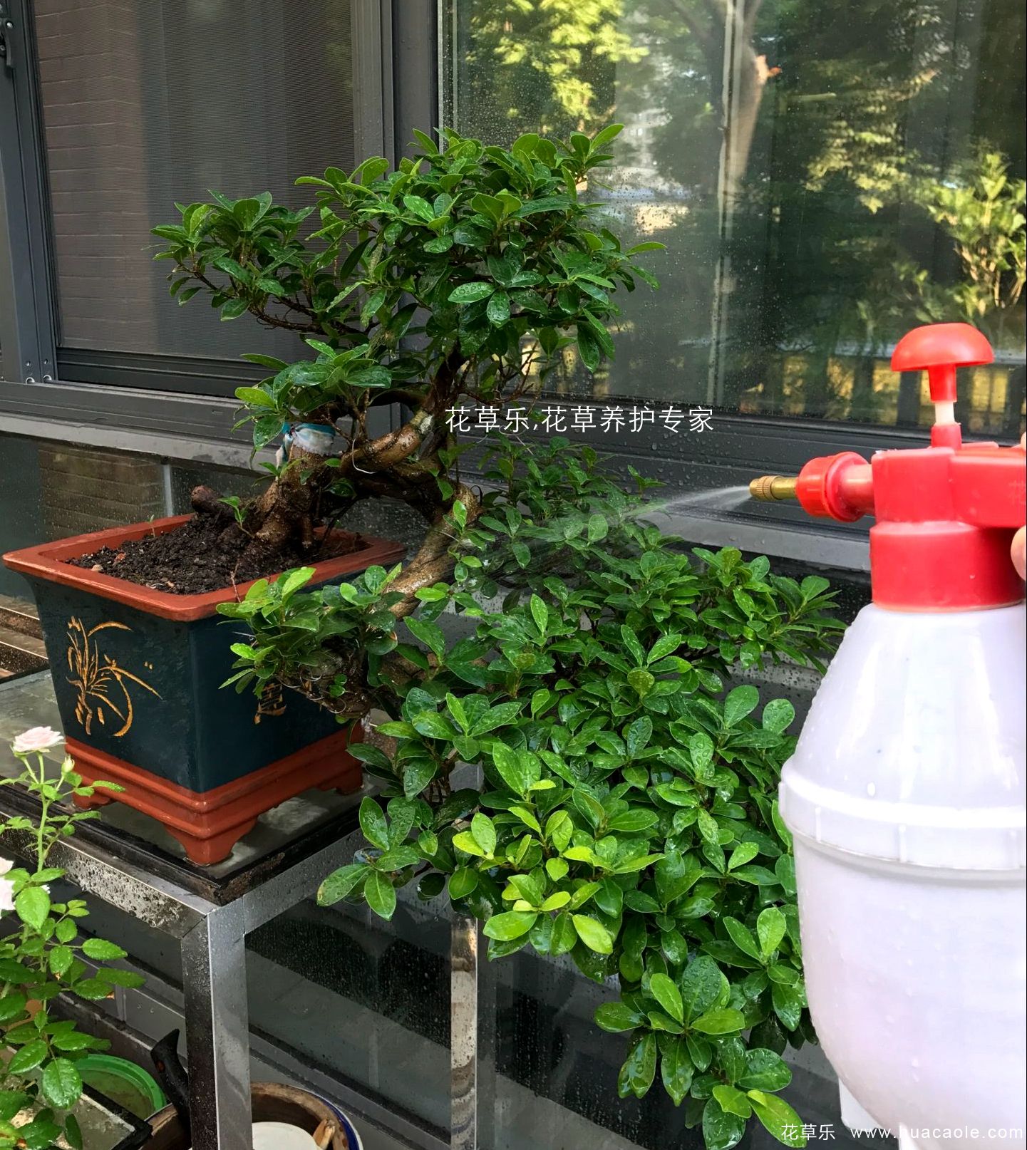夏日保你盆景不死，5個養護要點和禁忌小妙招