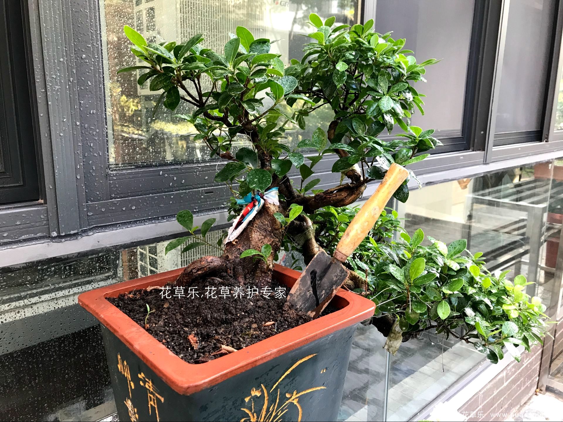 夏日保你盆景不死，5個養護要點和禁忌小妙招
