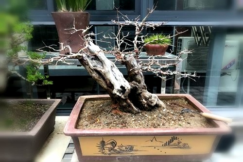 石榴盆景怎么養 石榴盆景的養護管理