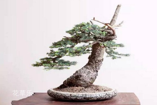 盆景四大貴族 崖柏，黃楊，小葉紫檀和紅豆杉盆景介紹