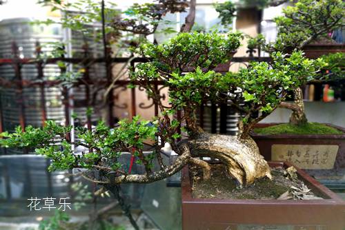 盆景四大貴族 崖柏，黃楊，小葉紫檀和紅豆杉盆景介紹