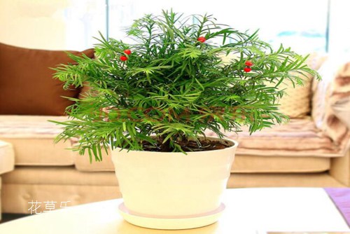 盆景四大貴族 崖柏，黃楊，小葉紫檀和紅豆杉盆景介紹