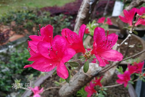 杜鵑花與有毒嗎？杜鵑盆景可以在室內(nèi)養(yǎng)殖嗎？