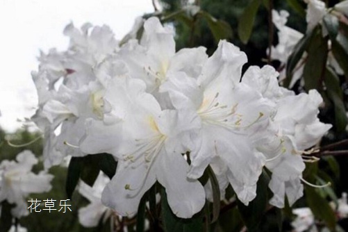 杜鵑花與有毒嗎？杜鵑盆景可以在室內(nèi)養(yǎng)殖嗎？