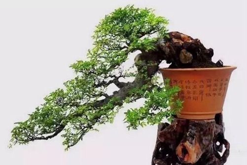 夏季榆樹的養護與管理，如何讓榆樹安全渡夏