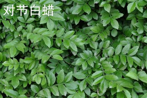 對節(jié)白蠟和小葉女貞的區(qū)別 對節(jié)白蠟比小葉女貞名貴