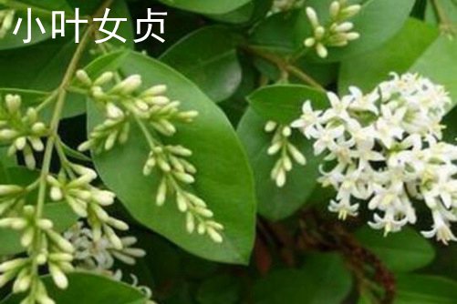 對節(jié)白蠟和小葉女貞的區(qū)別 對節(jié)白蠟比小葉女貞名貴