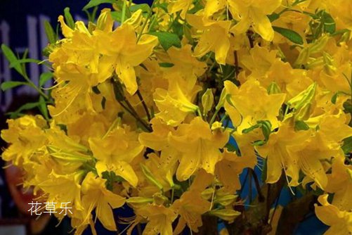 杜鵑花怎么養,杜鵑花的養殖重點是做好花期前后的管理