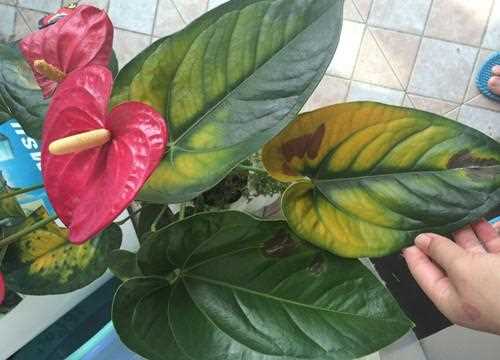 白掌怎么養，能輕松解決葉子發黃，讓白掌葉子一直綠油油