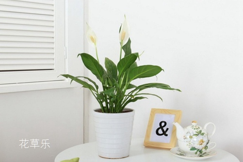 白掌怎么養，能輕松解決葉子發黃，讓白掌葉子一直綠油油