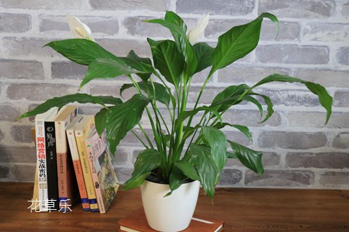 白掌怎么養，能輕松解決葉子發黃，讓白掌葉子一直綠油油